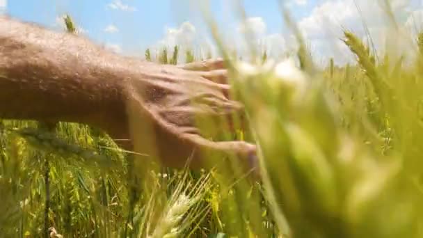 Buğday Başaklarına Eli Ile Dokunan Bir Adamın Otantik Yakın Çekimi — Stok video