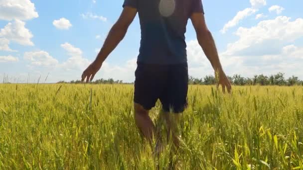 Egy Férfi Sétál Búzamezőn Élvezve Ezt Csodálatos Pillanatot Lassú Mozgás — Stock videók