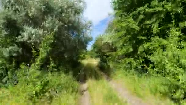 Ένας Άντρας Κάνει Ποδήλατο Μέσα Στο Δάσος — Αρχείο Βίντεο