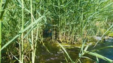 Nehir kırmızılar boyunca akar. Vahşi yaşam. Yakın plan