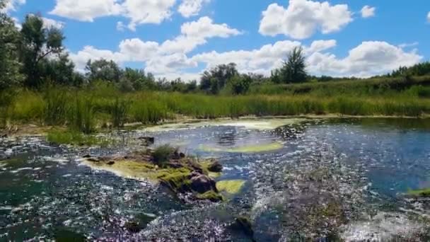 Der Fluss Fließt Den Steinen Entlang Wildtiere Nahaufnahme — Stockvideo