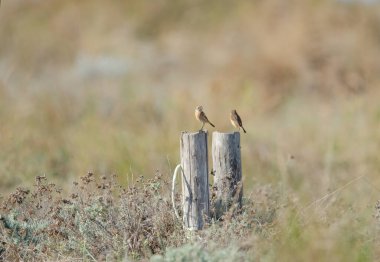 Bir direğin üzerinde duran iki küçük kuş