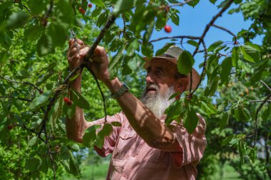 Uzun beyaz sakallı ve köylü tarzı şapkalı yaşlı beyaz çiftçi sebze bahçesindeki ağaçtan ekşi kiraz topluyor..