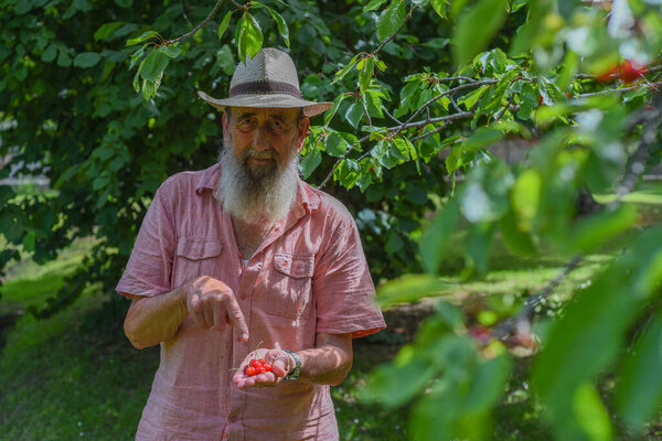 Elderly Caucasian farmer, with long white beard and peasant-style hat, picks sour cherries from the tree in the vegetable garden.