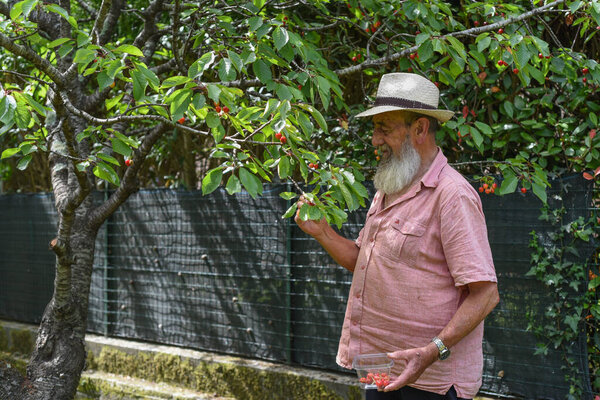 Elderly Caucasian farmer, with long white beard and peasant-style hat, picks sour cherries from the tree in the vegetable garden.