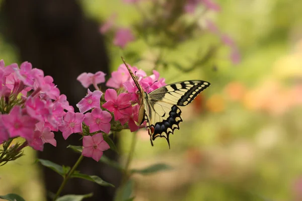 Schmetterling Auf Der Blume — Stockfoto