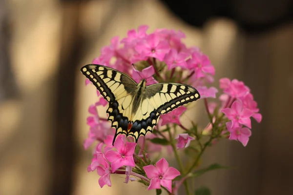 Butterfly Flower — Stock Photo, Image