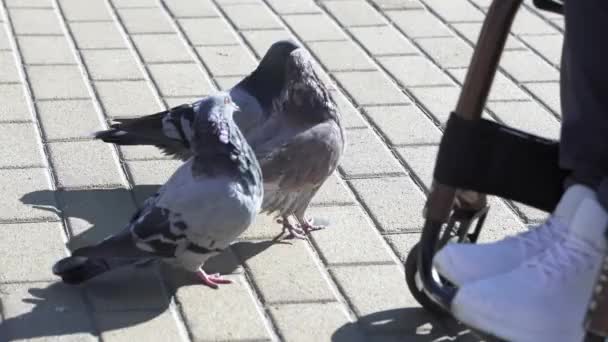 Pigeons Feet Sneakers Person Wheelchair Feed Them Bread Park Stone — Stock Video
