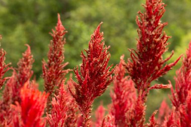 Penis tarak, kırmızı renk Celosia argentea çiçekleri bahçede çiçek açıyor, arka planda bulanık.