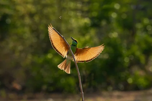 Een Groene Bijeneter Een Tak Wachtend Een Bij Vangen Het — Stockfoto