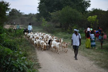 Akşamları bir koyun sürüsü otladıktan sonra bambu bastonuyla yaşlı bir çobanı takip ediyor.