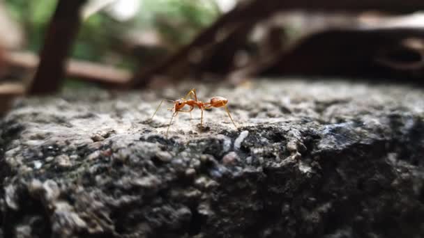 Una Hormiga Roja Una Pared Hormigón — Vídeos de Stock
