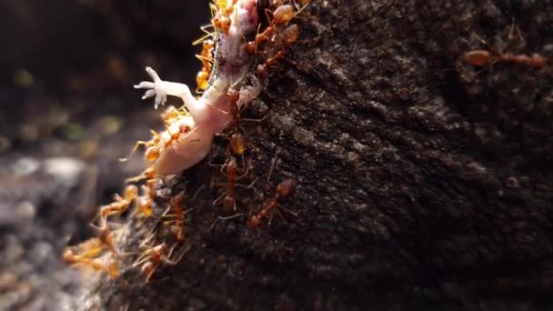 Een Groep Rode Mieren Die Een Hagedis Opeten — Stockvideo