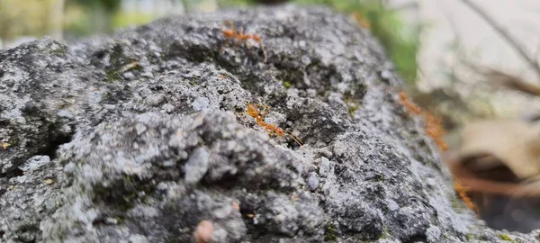 Beton duvarda dokumacı kırmızı bir karınca var.