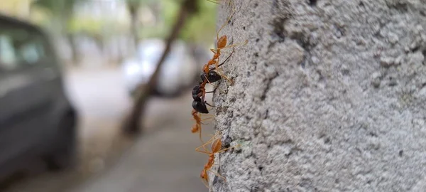 Siyah karınca yakalayan dokumacı kırmızı karıncaların makro görüntüsü
