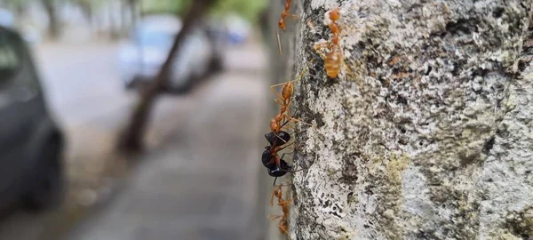 Siyah karınca yakalayan dokumacı kırmızı karıncalar grubu