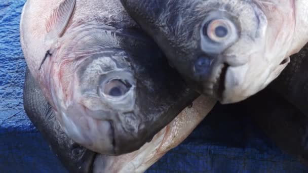 Туга Крупним Планом Голова Очі Мертвої Сирої Риби Розміщені Продаж — стокове відео