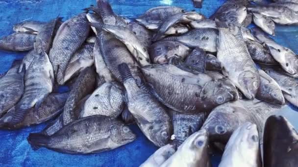 Verscheidenheid Van Vissen Zijn Verspreid Dood Een Blauw Dekzeil Koop — Stockvideo
