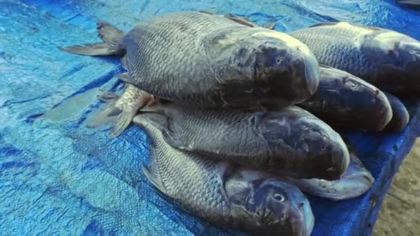 Raccolta Pesce Crudo Posto Una Tela Cerata Blu Strada Vendita — Video Stock