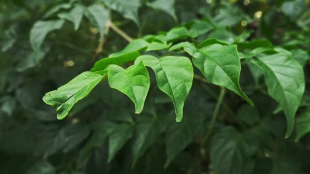 Een Close Van Groene Bladeren Met Groen Achtergrond Lus Achtergrond — Stockvideo