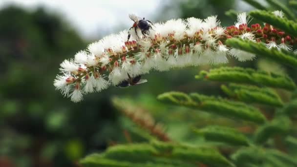 Багато Мулярних Бджіл Годують Паперові Кущі Сонячний Час Концепція Петельного — стокове відео