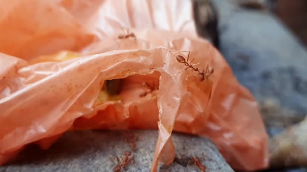 Macro View Group Red Weaver Ants Crawling Orange Colored Garbage — Vídeos de Stock