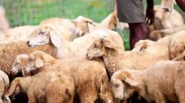 Hindistan 'da yaz mevsiminde koyun ağılında koşan kahverengi bir koyun sürüsü.