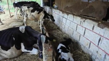 Siyah ve beyaz inekler Karnataka Hindistan 'daki mandıra çiftliğinin dışında saman bağlayıp besliyorlar.