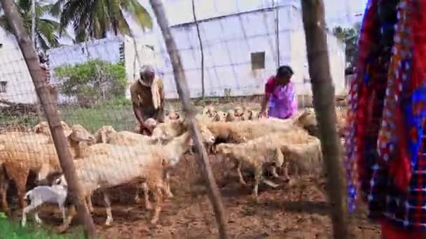 Мандия Индия Апреля 2022 Года Пастух Женщины Осматривают Стада Овец — стоковое видео
