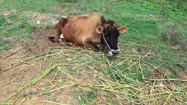 在印度卡纳塔克邦 一头病死的奶牛在阳光明媚的一天躺在地上休息 — 图库视频影像