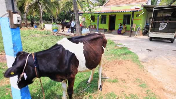 Mandya Indien April 2022 Eine Einen Strommast Gebundene Kuh Straßenrand — Stockvideo