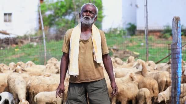 Mandya India Abril 2022 Pastor Agricultor Informa Sobre Cría Ovejas — Vídeo de stock
