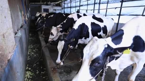 Uma Vista Interior Vacas Amarradas Uma Fazenda Laticínios Uma Linha — Vídeo de Stock