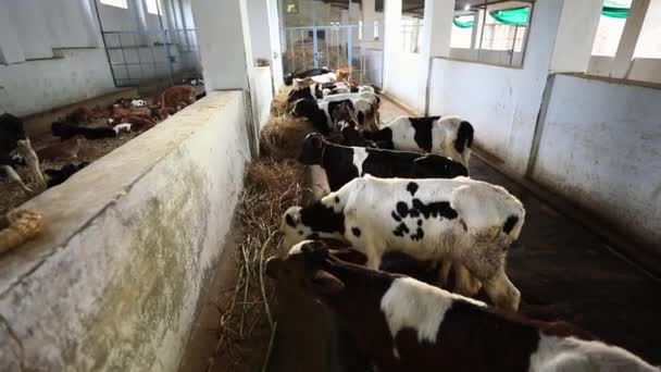 Vacas Pretas Brancas Comendo Feno Dentro Fazenda Laticínios Karnataka Índia — Vídeo de Stock