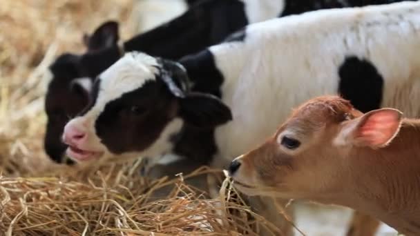 Een Goed Zicht Koeien Die Hooi Eten Melkveehouderij Karnataka India — Stockvideo