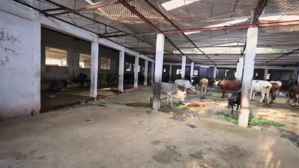 Uma Vista Vacas Perdidas Búfalos Abrigados Galpão Goshala Karnataka Índia — Vídeo de Stock