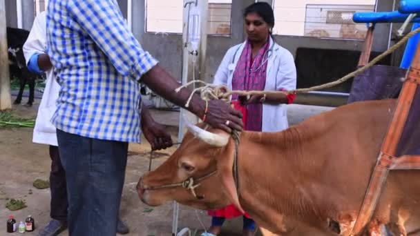 Mandya India Április 2022 Egy Női Állatorvos Aki Egy Beteg — Stock videók