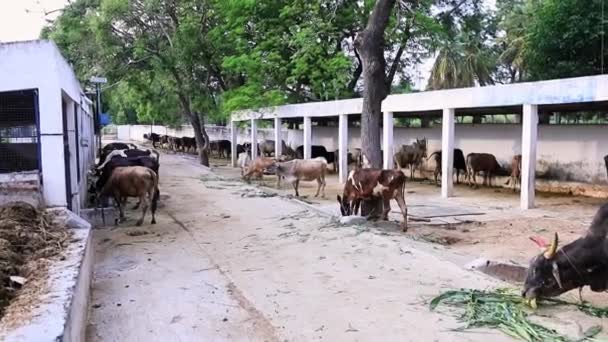 Ein Blick Auf Streunende Kühe Und Büffel Die Einem Kuhstall — Stockvideo