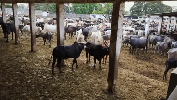 在印度卡纳塔克邦的牛棚或Goshala避难的流浪奶牛和水牛的照片 戈什拉老牛 被遗弃的 无生产能力的 不育的 体弱多病的牛在庇护所中栖身 — 图库视频影像