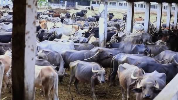 在印度卡纳塔克邦的牛棚或Goshala避难的流浪奶牛和水牛的照片 戈什拉老牛 被遗弃的 无生产能力的 不育的 体弱多病的牛在庇护所中栖身 — 图库视频影像