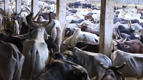 Uma Vista Vacas Perdidas Búfalos Abrigados Galpão Goshala Karnataka Índia — Vídeo de Stock