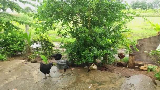 Galinhas Pretas Marrons Descansando Sob Árvore Limão Uma Estação Chuvosa — Vídeo de Stock
