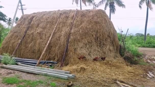 Hindistandaki Çiftlikte Yağmurlu Bir Günde Yiyecek Aramak Için Yakınlarda Kazan — Stok video