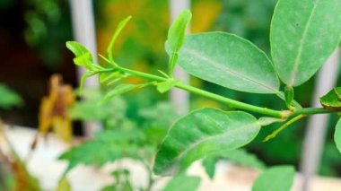 Baharat Kırlangıç Tırtılının güneşli bir günde yeşil yaprakların arasında dinlenen bitki sapı üzerindeki makro görüntüsü.