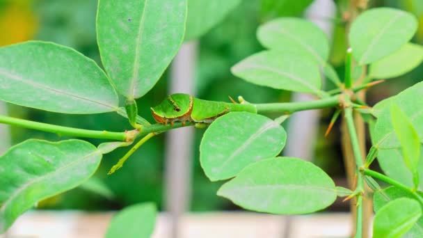 Macro View Spicebush Swallowtail Caterpillar Plant Stem Amidst Green Leaves — Stock Video