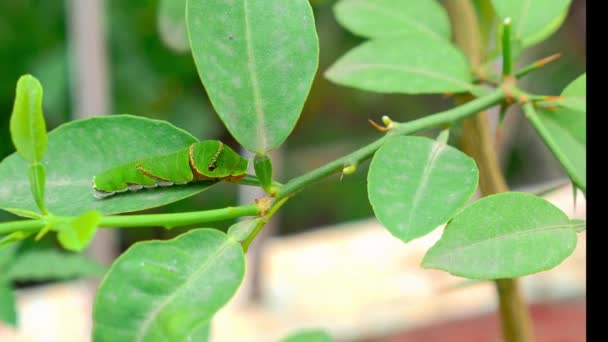 Macro View Spicebush Swallowtail Caterpillar Plant Stem Amidst Green Leaves — Stock Video