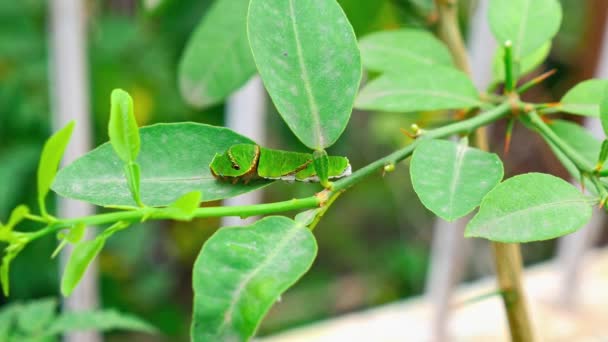 Makro Syn Spicebush Swallowtail Caterpillar Växtstammen Mitt Bland Gröna Blad — Stockvideo