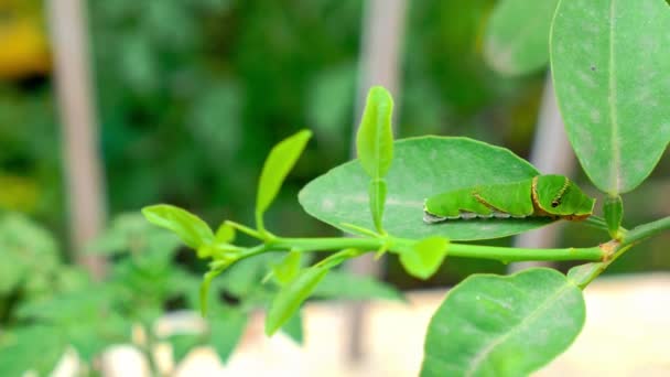 Makro Syn Spicebush Swallowtail Caterpillar Växtstammen Mitt Bland Gröna Blad — Stockvideo