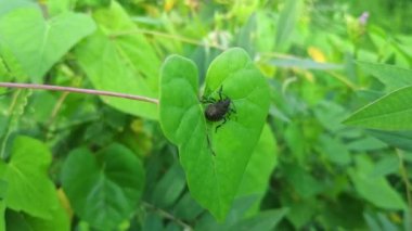 Güneşli bir günde yaprakların üzerinde dinlenen koku böceği ya da broşür böceği makro görüntüsü