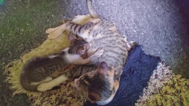 Close View Mother Cat Feeding Her Kittens Floor Mat House — Stock Video